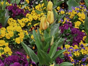 68 ΤΟΥΛΙΠΕΣ BUDAPEST ΟΥΓΓΑΡΙΑ 14-04-2023