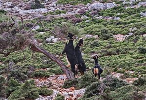 69 ΚΑΤΣΙΚΙ ΣΗΚΩΜΕΝΟ ΣΤΑ ΔΥΟ ΠΟΔΙΑ ΤΡΩΕΙ ΣΚΥΡΟΣ 24-08-2022