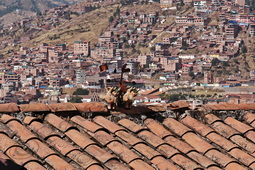 72 ΤΑΥΡΑΚΙ ΣΤΗΝ ΣΤΕΓΗ CUSCO ΠΕΡΟΥ 07-08-2024