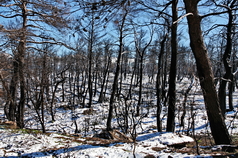 84 ΧΙΟΝΙΑ ΚΑΜΜΕΝΑ ΙΠΠΟΚΡΑΤΕΙΟΣ ΠΟΛΙΤΕΙΑ 23-01-2022
