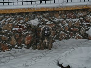 87 ΣΚΥΛΟΣ ΣΤΑ ΧΙΟΝΙΑ ΙΠΠΟΚΡΑΤΕΙΟΣ ΠΟΛΙΤΕΙΑ 24-01-2022