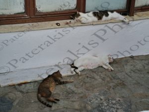 97 ΓΑΤΑ ΞΕΚΟΥΡΑΖΕΤΑΙ ΧΩΡΑ ΣΚΥΡΟΣ 27-08-2022