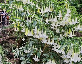 98 ΣΑΛΠΙΓΓΕΣ ΤΩΝ ΑΓΓΕΛΩΝ MACHU PICCHU ΠΕΡΟΥ 09-08-2024