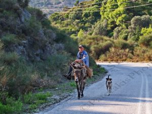 99 ΓΕΡΟΣ ΚΑΒΑΛΑ ΣΕ ΜΟΥΛΑΡΙ ΑΓ ΠΕΤΡΟΣ ΣΚΥΡΟΣ 28-08-2022