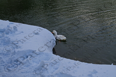 99 ΠΑΠΙΕΣ ΧΙΟΝΙΣΜΕΝΗ ΛΙΜΝΗ ΜΠΕΛΕΤΣΙ ΙΠΠΟΚΡΑΤΕΙΟΣ ΠΟΛΙΤΕΙΑ 26-01-2022