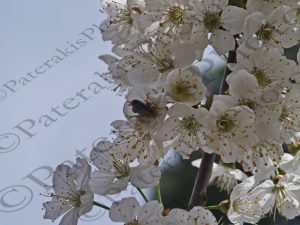 01 ΜΕΛΙΣΣΕΣ ΣΕ ΑΝΘΗ ΚΕΡΑΣΙΑΣ ΙΠΠΙΟΚΡΑΤΕΙΟΣ ΠΟΛΙΤΕΙΑ 26-04-2020