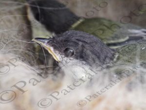 02 ΦΩΛΙΑ ΠΟΥΛΙΩΝ ΙΠΠΟΚΡΑΤΕΙΟΣ ΠΟΛΙΤΕΙΑ 11-05-2020