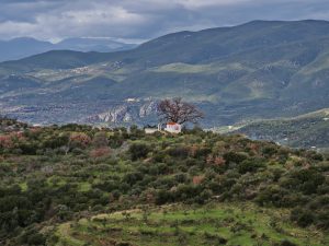 02 ΞΩΚΛΗΣΙ ΕΛΑΙΟΧΩΡΙ ΜΕΣΣΗΝΙΑ 10-02-2026