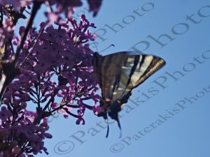 03 ΠΕΤΑΛΟΥΔΕΣ ΣΕ ΑΝΘΗ ΠΑΣΧΑΛΙΑΣ ΙΠΠΟΚΡΑΤΕΙΟΣ ΠΟΛΙΤΕΙΑ 27_28-04-2020
