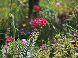 04 ΑΓΡΙΑ ΛΟΥΛΟΥΔΙΑ ΚΙΘΑΙΡΩΝΑΣ ΑΤΤΙΚΗ 09-05-2021