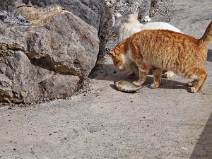 05 ΓΑΤΑ ΤΡΩΕΙ ΨΑΡΙ ΚΙΤΡΙΕΣ ΜΕΣΣΗΝΙΑ 10-02-2026