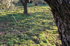 05 ΙΣΤΟΣ ΑΡΑΧΝΗΣ ΕΡΙΑ ΕΥΒΟΙΑ 05-12-2021