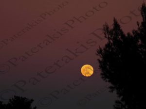 05 ΠΑΝΣΕΛΗΝΟΣ ΤΟΥ ΛΥΚΟΥ ΑΦΙΔΝΕΣ 10-01-2020