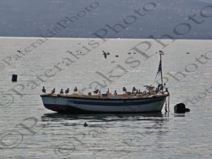 08 ΒΑΡΚΑ ΓΛΑΡΟΙ ΠΟΛΙΤΙΚΑ ΕΥΒΟΙΑ 30-11-2019