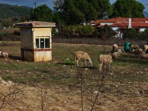 10 ΠΕΡΙΠΤΕΡΟ ΣΕ ΣΤΑΝΗ ΠΡΟΒΑΤΑ ΠΟΛΙΤΙΚΑ ΕΥΒΟΙΑ 30-11-2019