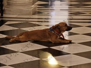 11 ΜΗΤΣΟΤΑΚΗΣ ΠΙΝΑΤ PEANUT ΜΑΞΙΜΟΥ 13-05-2021