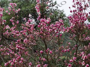 15 ΧΙΟΝΟΠΤΩΣΗ ΙΠΠΟΚΡΑΤΕΙΟΣ ΠΟΛΙΤΕΙΑ 14-02-2021