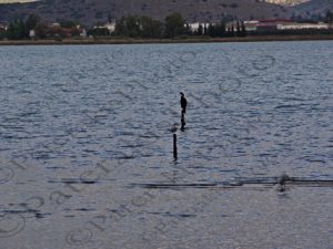 15 ΚΟΡΜΟΡΑΝΟΣ ΓΛΑΡΟΣ ΑΥΛΙΔΑ ΕΥΒΟΙΑ 01-11-2020