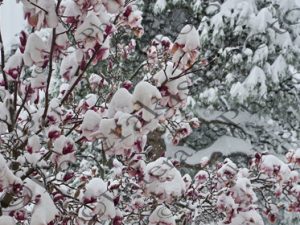 17 ΑΝΘΙΣΜΕΝΗ ΧΙΟΝΙΣΜΕΝΗ ΜΑΝΩΛΙΑ ΙΠΠΟΚΡΑΤΕΙΟΣ ΠΟΛΙΤΕΙΑ 15-02-2021
