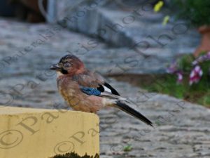 17 ΚΙΣΣΑ ΙΠΠΟΚΡΑΤΕΙΟΣ ΠΟΛΙΤΕΙΑ 08-06-2021