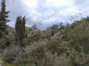 17 ΠΟΙΚΙΛΟ ΟΡΟΣ ΔΥΤΙΚΗ ΠΛΕΥΡΑ ΠΕΤΡΟΥΠΟΛΗ 07-03-2021