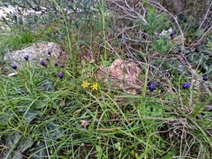 19 ΚΑΜΠΙΕΣ ΚΟΥΚΟΥΝΑΡΙΑ ΑΝΕΜΩΝΕΣ ΧΛΩΡΙΔΑ ΠΟΙΚΙΛΟ ΟΡΟΣ ΔΥΤΙΚΗ ΠΛΕΥΡΑ ΠΕΤΡΟΥΠΟΛΗ 07-03-2021