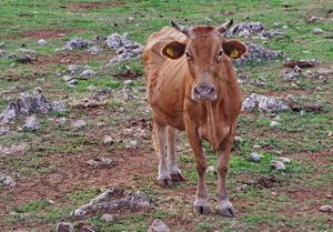 19 ΜΟΣΧΑΡΙ ΛΑΚΩΝΙΑ 05-10-2020