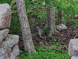 21 IGUANA UXMAL ΜΕΞΙΚΟ 16-08-2019