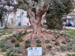 21 ΥΠΕΡΑΙΩΝΟΒΙΑ ΕΛΙΑ 400 ΧΡΟΝΩΝ ΕΡΓΟΣΕ ΠΛΑΤΕΙΑ ΗΡΩ ΠΕΤΡΟΥΠΟΛΗ 08-03-2021