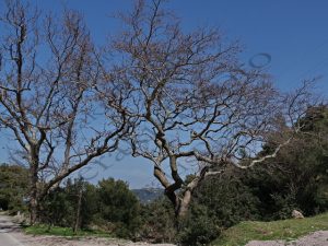 23 ΦΥΛΛΟΒΟΛΑ ΔΕΝΔΡΑ ΚΑΤΣΙΜΙΔΙ ΑΤΤΙΚΗ 10-03-2021