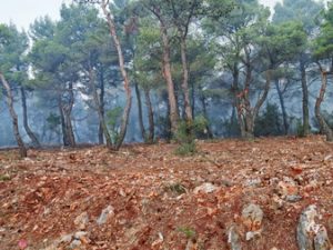 24 ΣΥΝΟΡΑ ΚΑΜΜΕΝΩΝ ΑΚΑΥΤΩΝ ΚΑΠΝΟΣ ΙΠΠΟΚΡΑΤΕΙΟΣ ΠΟΛΙΤΕΙΑ 07-08-2021