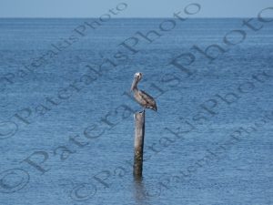 29 ΠΕΛΕΚΑΝΟΣ ΚΟΡΜΟΡΑΝΟΣ ΓΛΑΡΟΣ CHAPOTON ΜΕΞΙΚΟ 17-08-2019