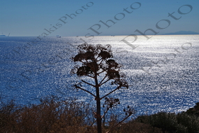 31 ΑΝΤΑΝΑΚΛΑΣΕΙΣ ΗΛΙΟΣ ΚΑΡΑΒΙ ΔΕΝΤΡΟ ΣΟΥΝΙΟ 26-09-2021