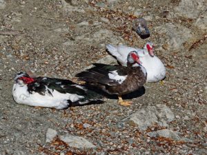 32 ΠΑΠΙΑ ΚΥΚΝΟΣ ΛΙΜΝΗ ΜΠΕΛΕΤΣΙ ΙΠΠΟΚΡΑΤΕΙΟΣ ΠΟΛΙΤΕΙΑ 28-11-2020