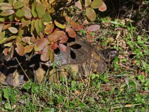 34 ΧΕΛΩΝΑ ΙΠΠΟΚΡΑΤΕΙΟΣ ΠΟΛΙΤΕΙΑ 28-11-2020