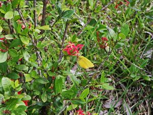 37 ΠΕΤΑΛΟΥΔΑ OCOSINGO ΜΕΞΙΚΟ 18-08-2019