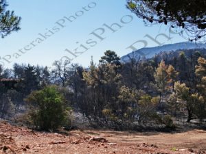 38 ΚΑΜΜΕΝΑ ΟΙΚΟΠΕΔΑ ΙΠΠΟΚΡΑΤΕΙΟΣ ΠΟΛΙΤΕΙΑ 08-08-2021