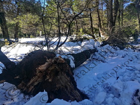 38 ΞΕΡΙΖΩΜΕΝΑ ΣΠΑΣΜΕΝΑ ΑΠΟ ΤΟ ΧΙΟΝΙ ΠΕΥΚΑ ΙΠΠΟΚΡΑΤΕΙΟΣ ΠΟΛΙΤΕΙΑ 20-02-2021