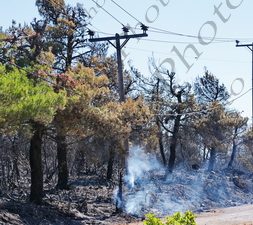 39 ΚΑΜΜΕΝΕΣ ΚΟΛΩΝΕΣ ΔΕΔΔΗΕ ΙΠΠΟΚΡΑΤΕΙΟΣ ΠΟΛΙΤΕΙΑ 08-08-2021
