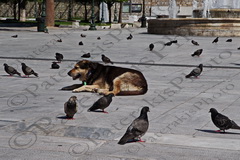 43 ΣΚΥΛΟΣ ΠΑΡΕΑ ΜΕ ΠΕΡΙΣΤΕΡΙΑ ΠΛ ΣΥΝΤΑΓΜΑΤΟΣ ΑΘΗΝΑ 28-03-2020