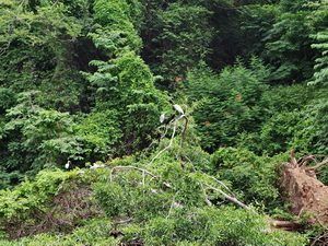 48 ΚΟΡΜΟΡΑΝΟΣ ΠΕΛΕΚΑΝΟΣ ΦΑΡΑΓΓΙ SUMIDERO ΜΕΞΙΚΟ 19-08-2019