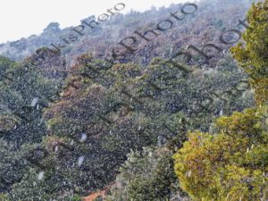 54 ΧΙΟΝΟΠΤΩΣΗ ΠΟΙΚΙΛΟ ΟΡΟΣ 25-03-2021