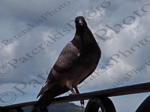 92 ΠΕΡΙΣΤΕΡΙ TUXCO ΜΕΞΙΚΟ 26-08-2019