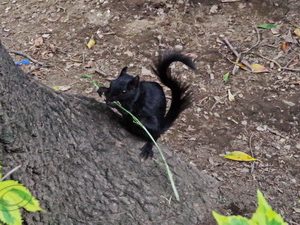 97 ΣΚΙΟΥΡΟΣ COYOACAN ΜΕΞΙΚΟ 28-08-2019