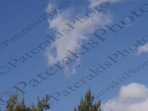 01 ΑΕΤΟΙ ΙΠΠΟΚΡΑΤΕΙΟΣ ΠΟΛΙΤΕΙΑ 01-03-2017