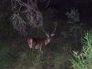 01 ΕΛΑΦΙΑ ΙΠΠΟΚΡΑΤΕΙΟΣ ΠΟΛΙΤΕΙΑ 06-06-2018