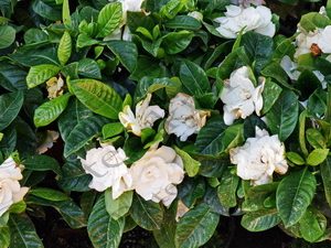 01 ΓΑΡΔΕΝΙΑ ΒΙΓΟΝΙΑ ΝΤΑΛΙΑ ΜΑΡΓΑΡΙΤΑ 65η ΑΝΘΟΚΟΜΙΚΗ ΕΚΘΕΣΗ ΚΗΦΙΣΙΑ 03-05-2019