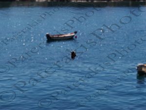 01 ΙΣΤΟΙ ΑΡΑΧΝΗ ΓΕΡΟΛΙΜΕΝΑΣ ΒΑΘΙΑ ΜΑΝΗ ΛΑΚΩΝΙΑ 01-07-2018