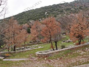 01 ΝΑΟΣ ΕΠΙΚΟΥΡΙΟΥ ΑΠΟΛΛΩΝΑ ΒΑΣΣΕΣ ΑΡΚΑΔΙΑ 03-02-2018