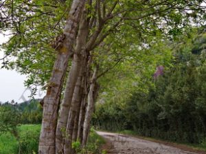 01 ΠΗΓΕΣ ΧΑΡΙΤΩΝ ΜΕΛΑΝA ΠΟΤΑΜΟΥ ΟΡΧΟΜΕΝΟΣ ΒΟΙΩΤΙΑ 11-04-2018